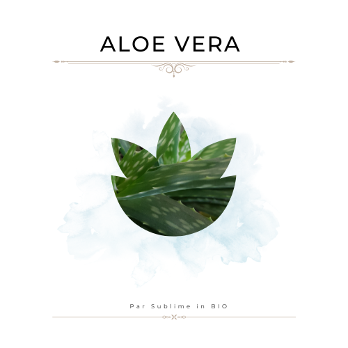 Aloe vera