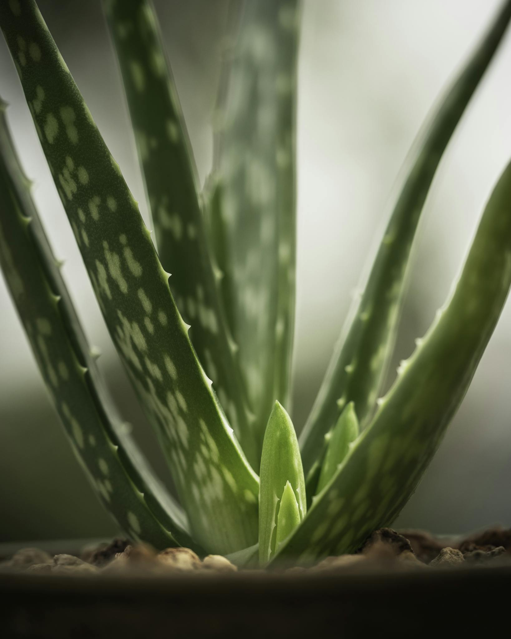 Aloe vera en pot, plante succulente