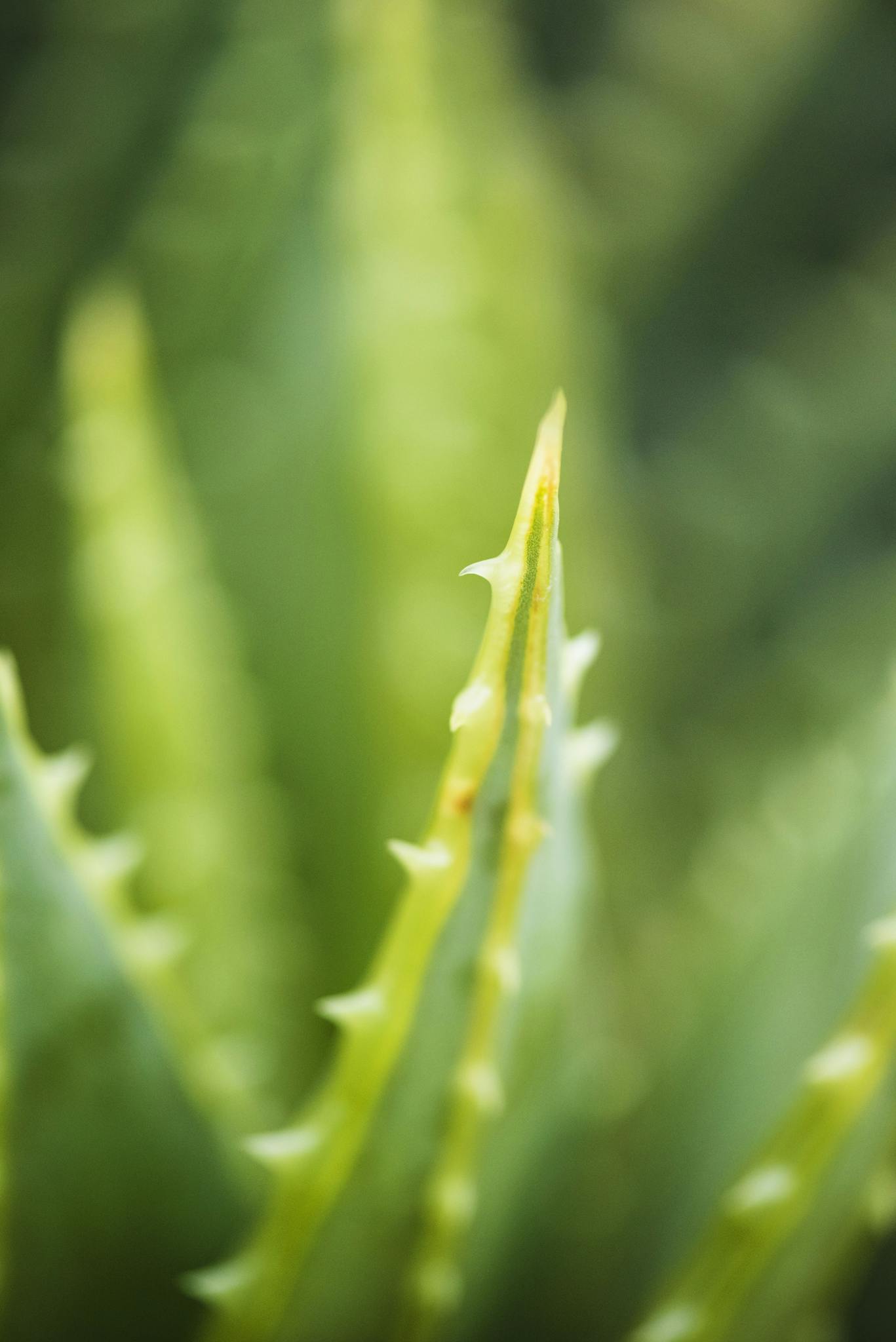 Aloe vera, plante succulente, gros plan d'une feuille